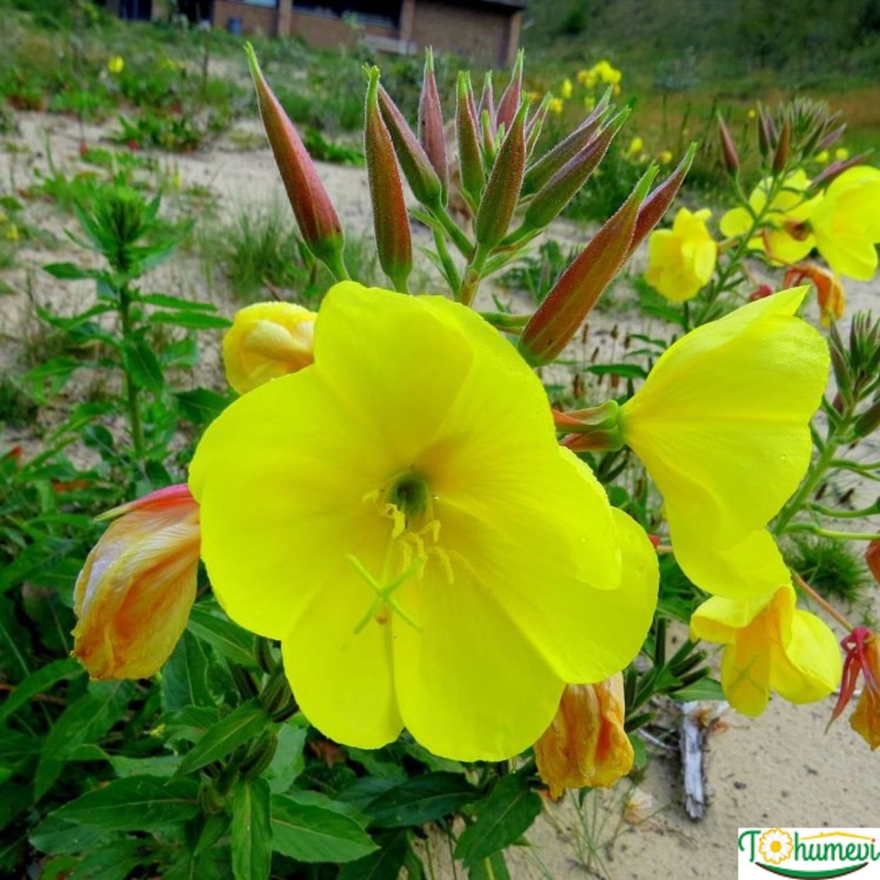 Лаватера и энотера