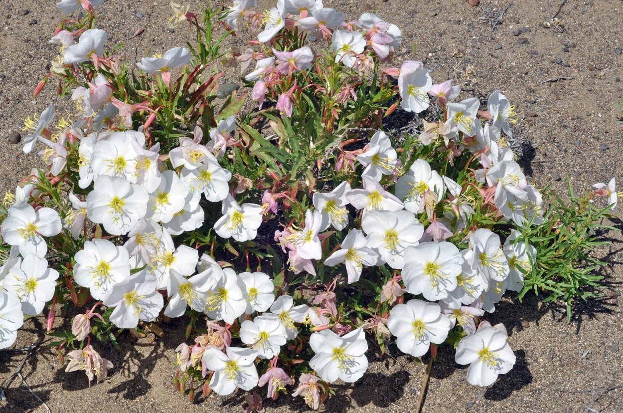 Энотера розовая