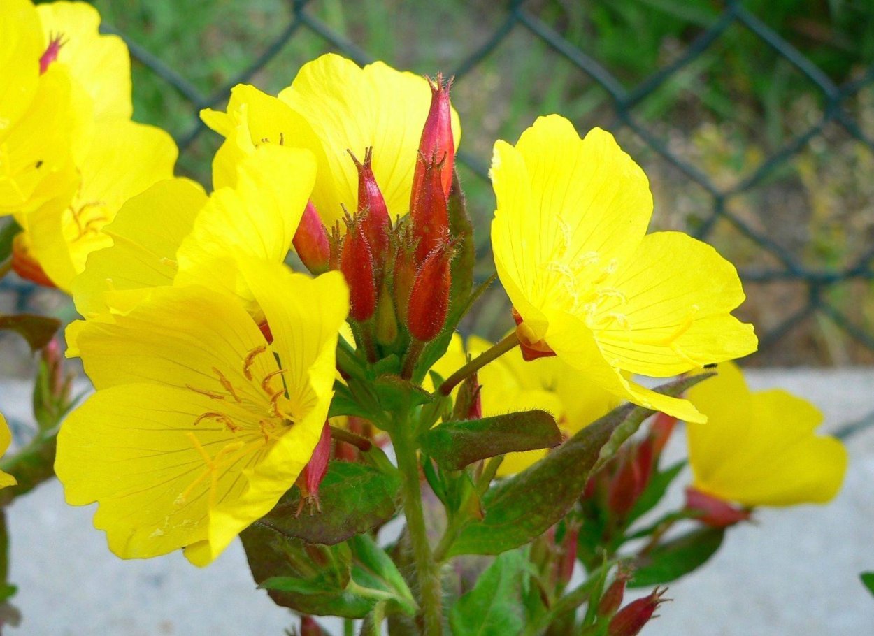 Энотера миссурийская Золотая