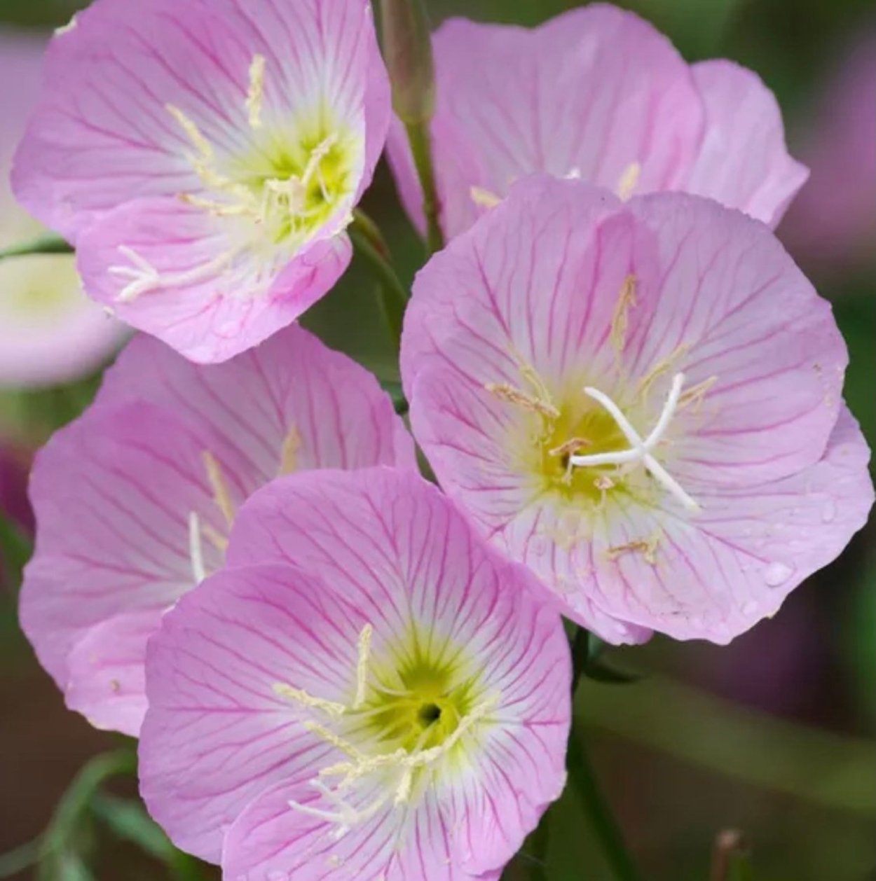 Энотера Маришка розовая