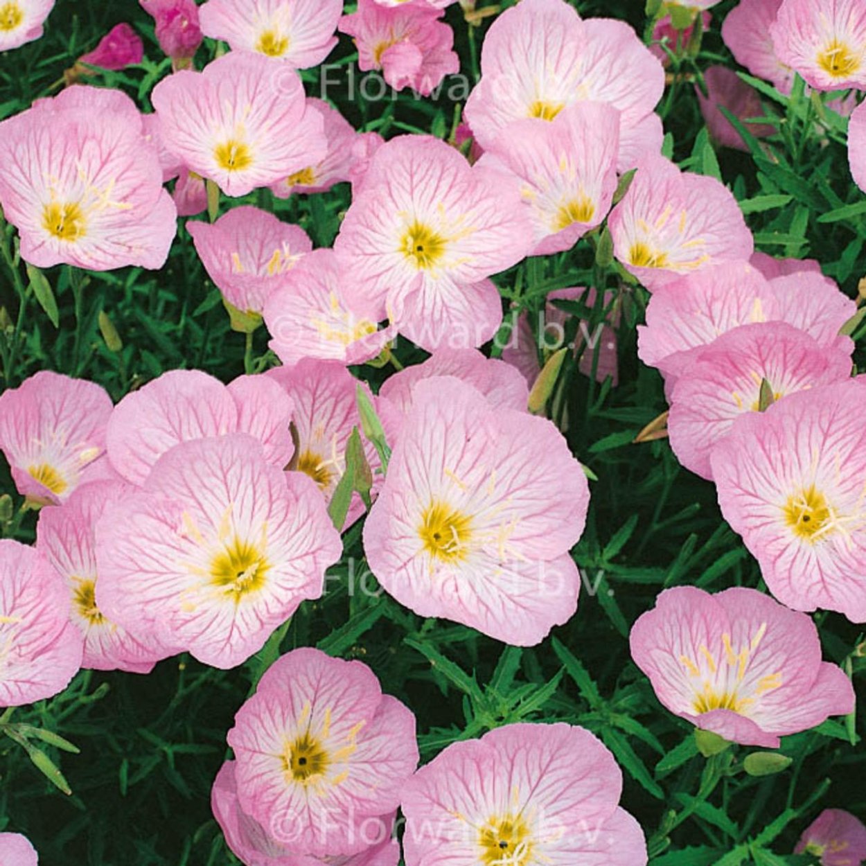 Энотера вечерняя роза