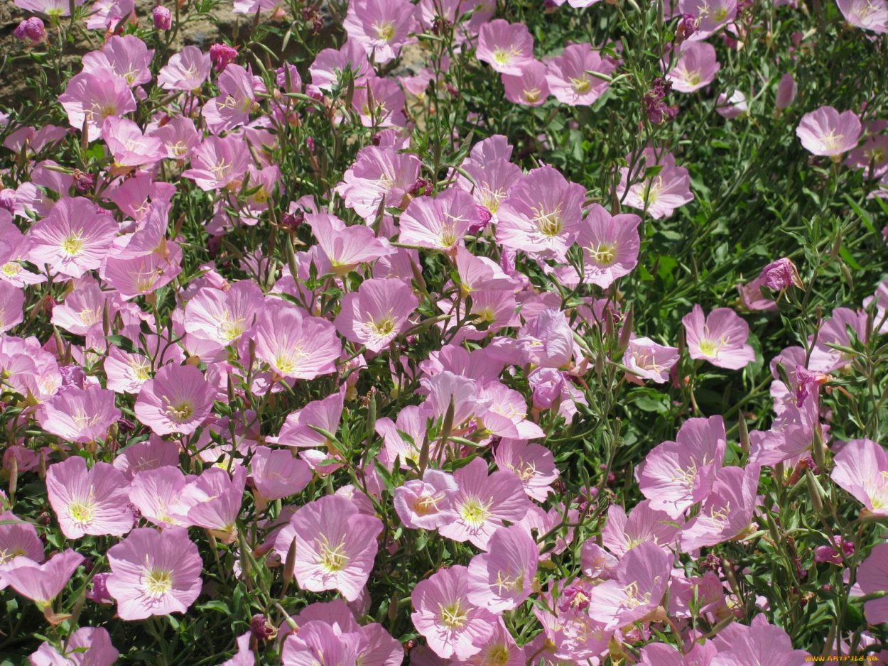 Энотера Ламарка