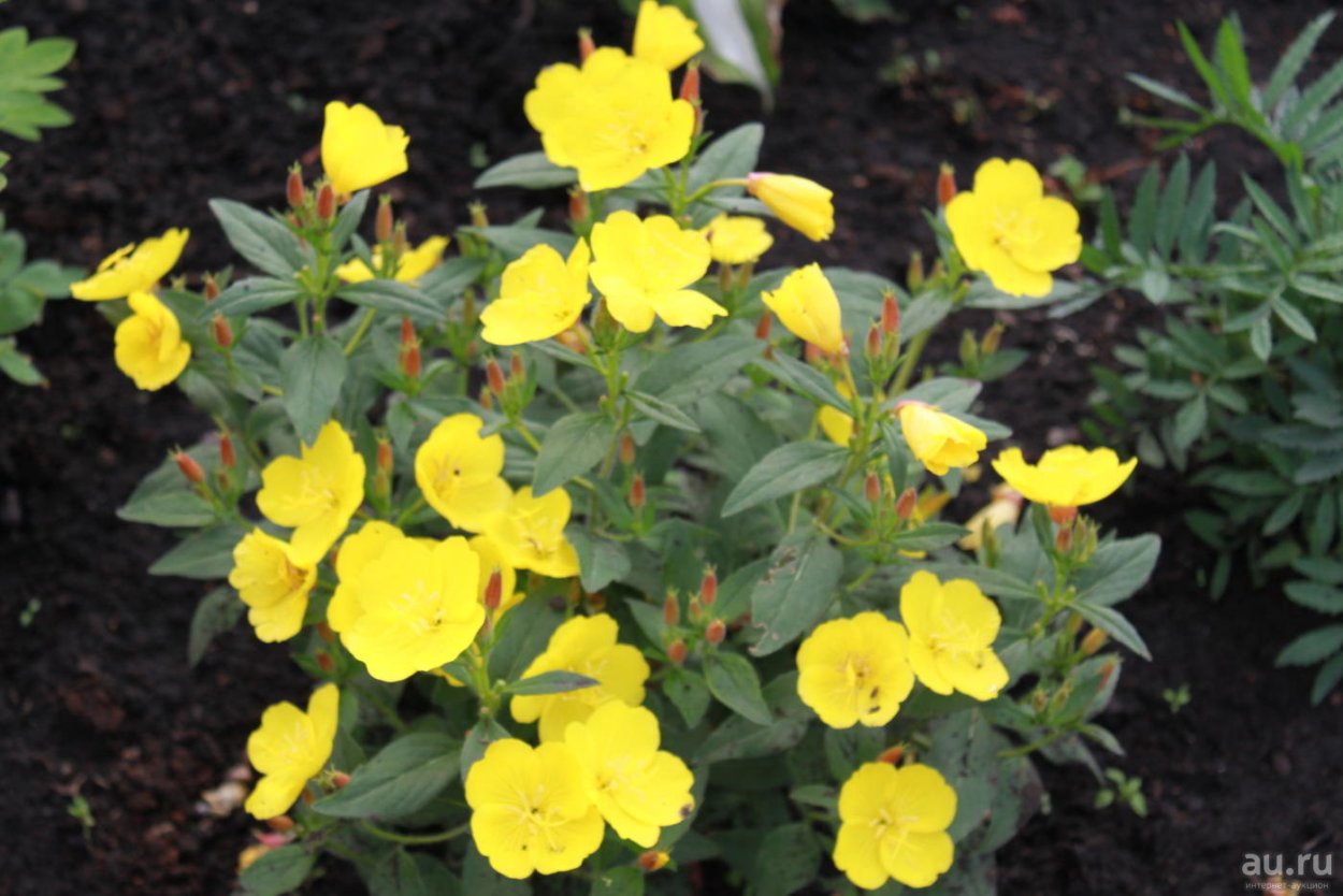 Энотера красивая бутон