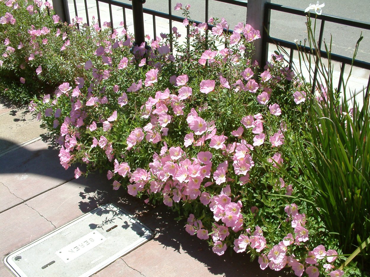 Энотера вечерняя роза