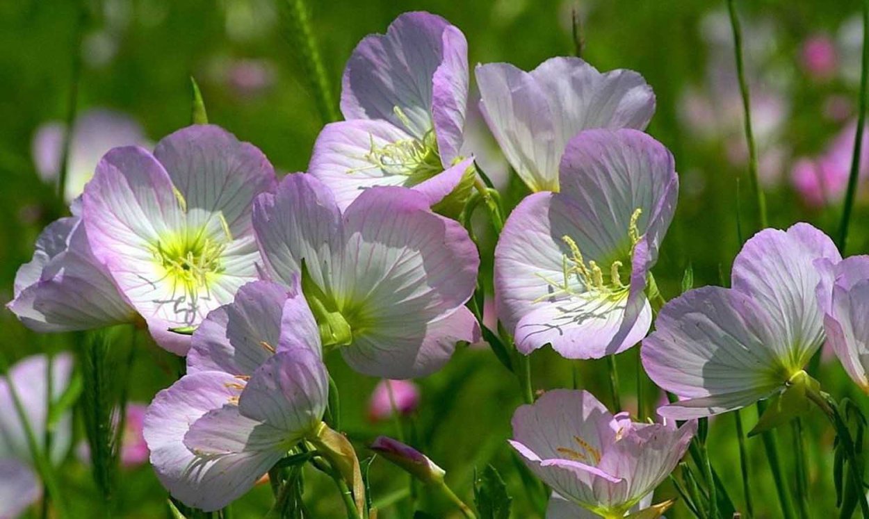 Энотера миссурийская Золотая