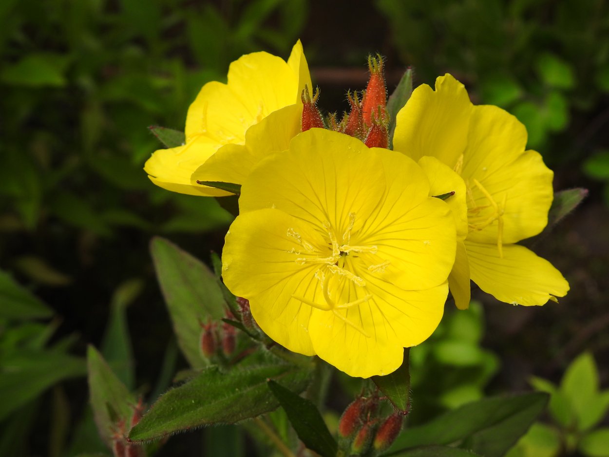 Примула энотера