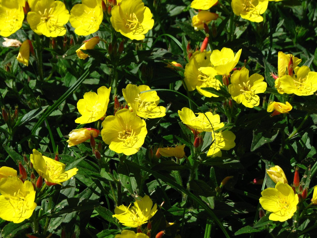 Энотера ослинник