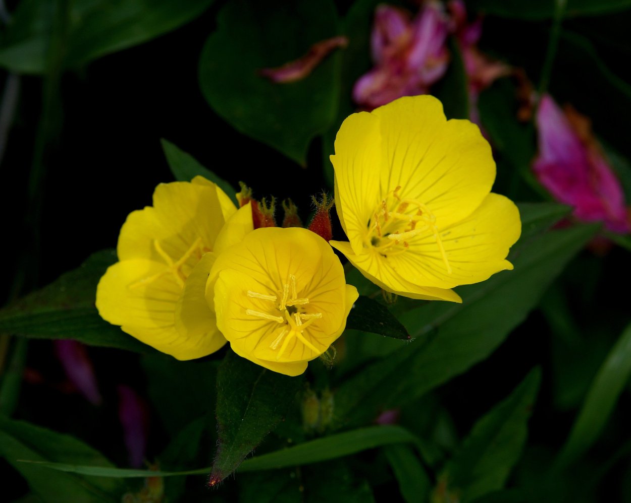 Энотера ослинник