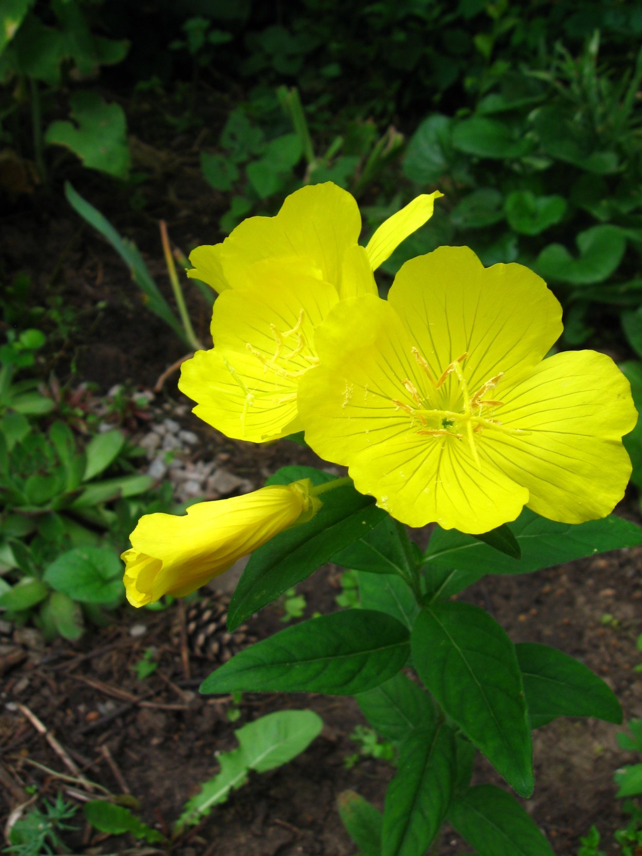 Энотера лимонная