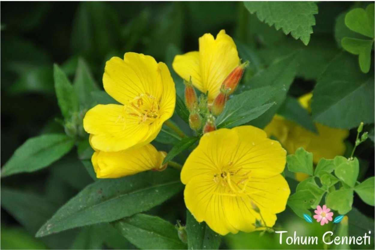 Энотера миссурийская