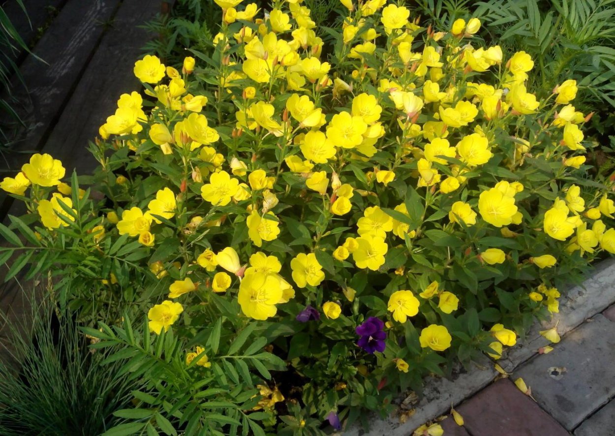 Энотера миссурийская