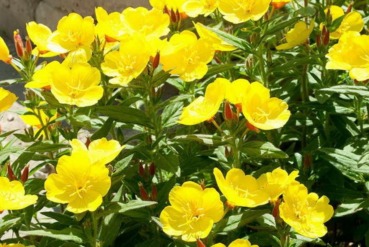 Энотера миссурийская