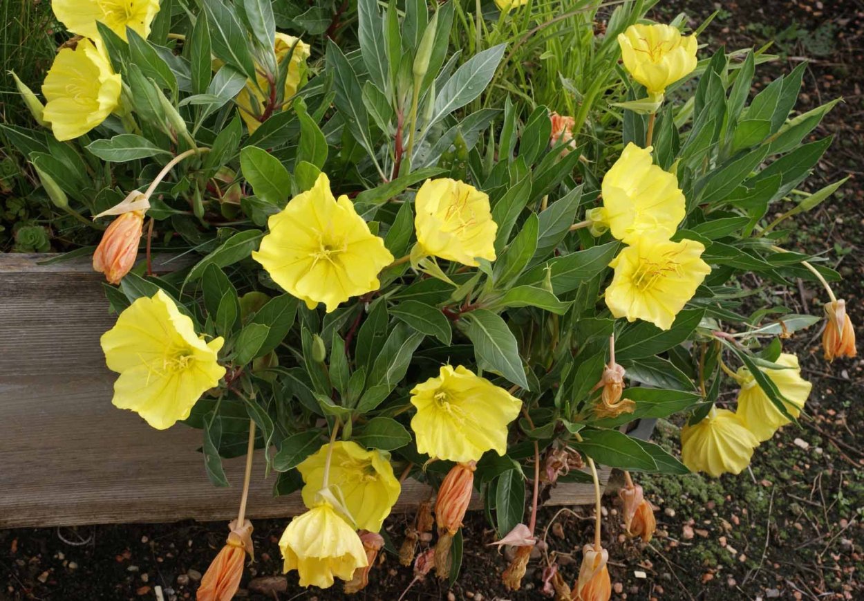 Энотера ламаркиана