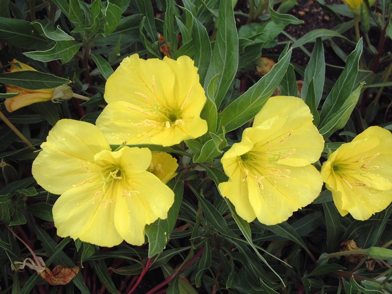 Энотера миссурийская