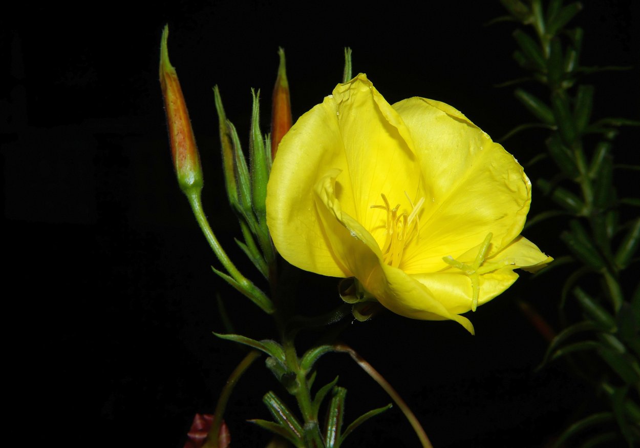 Энотера миссурийская Золотая