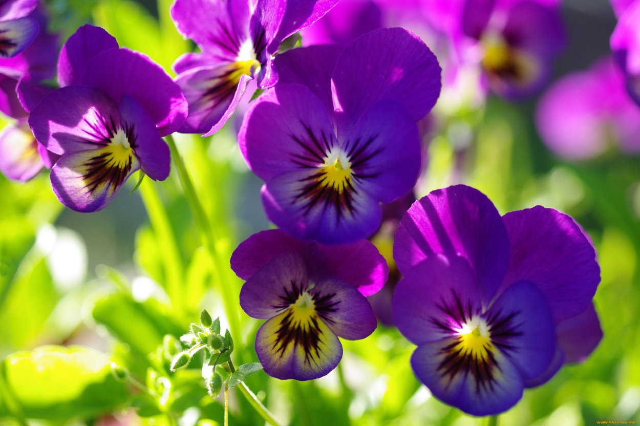 Двулетники цветы