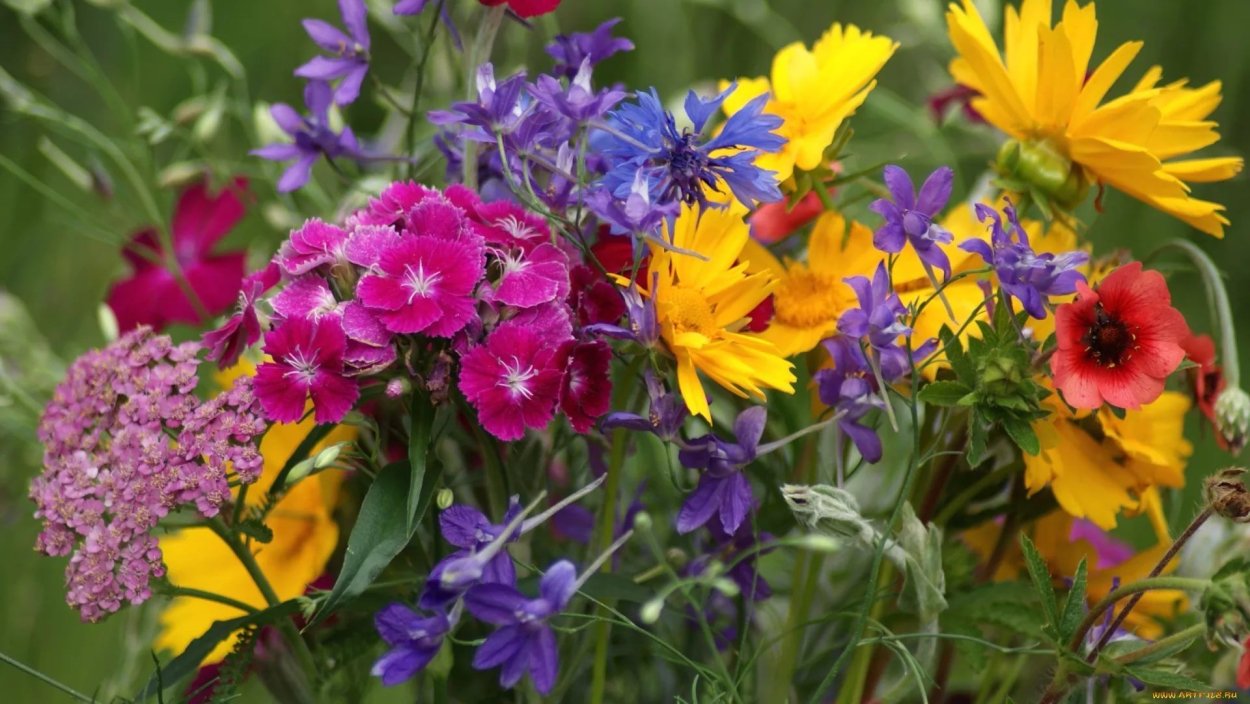 Цветы полевые и луговые