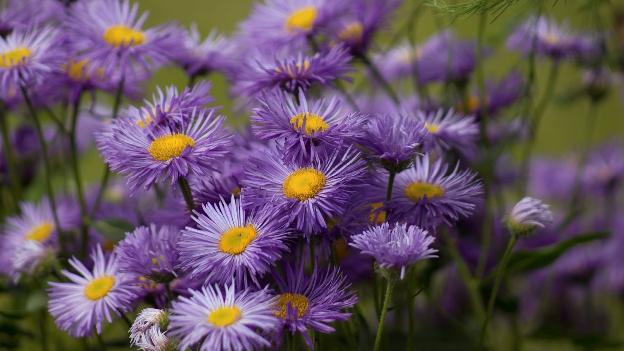 Полевая Астра растение