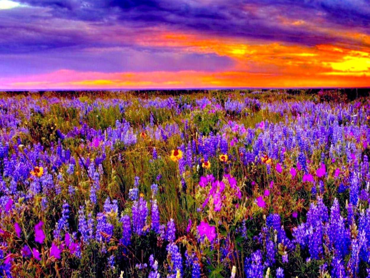 Поле полевых цветов