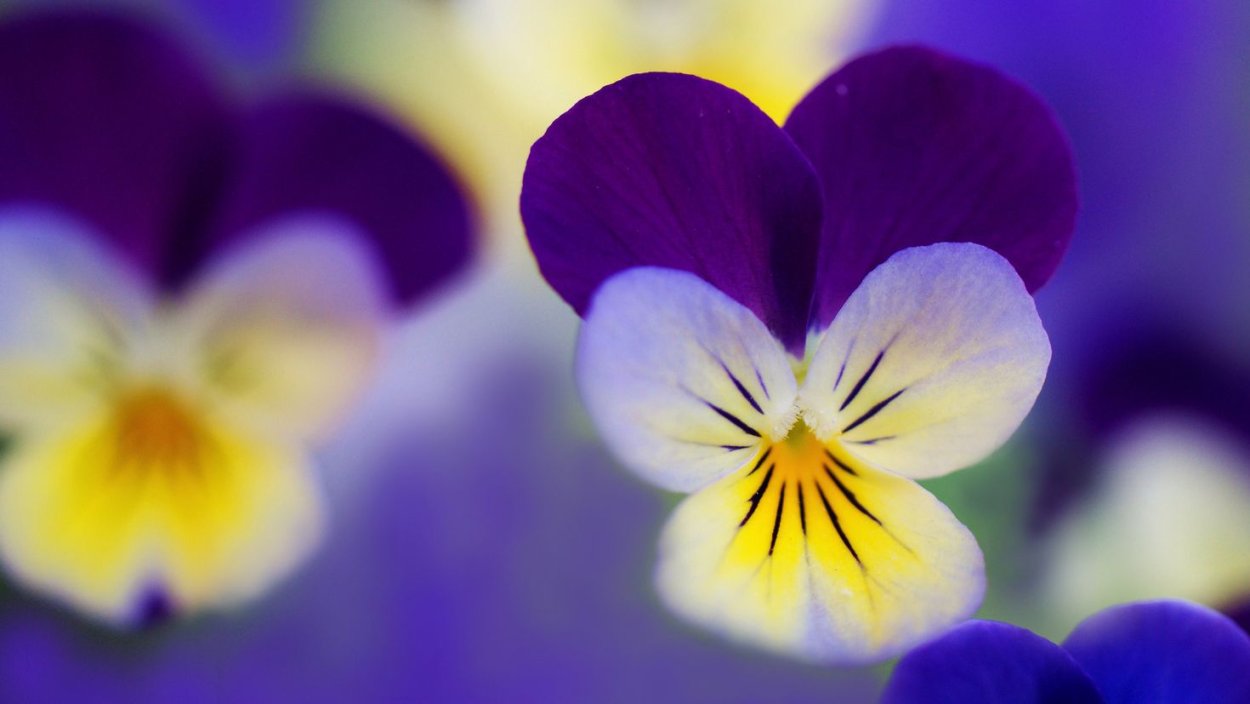 Анютины глазки макро