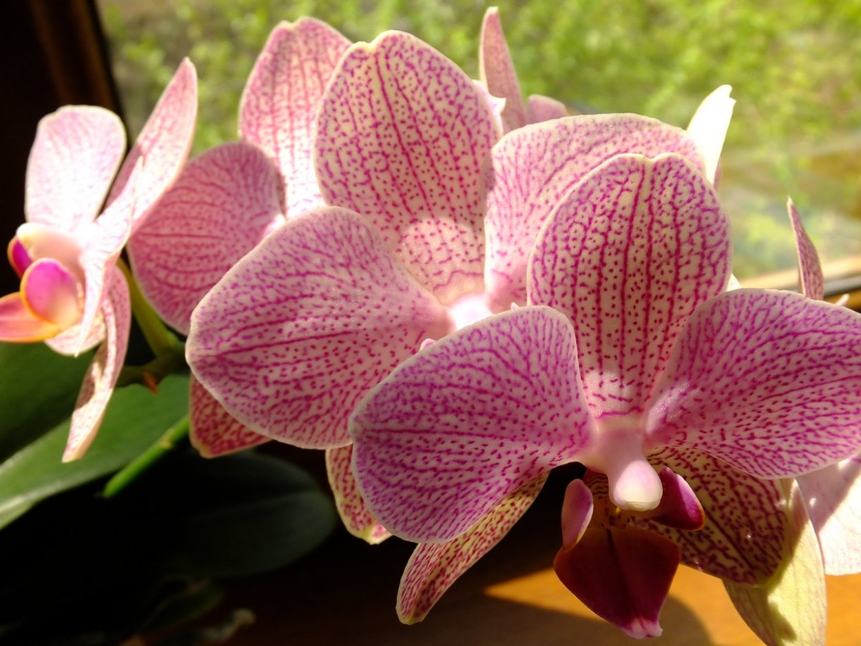 Фаленопсис Cobrion