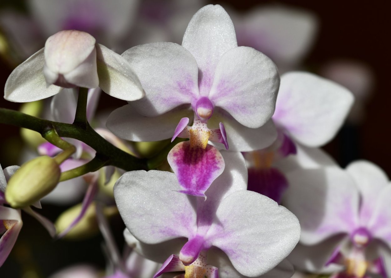 Фаленопсис Аркс Рей