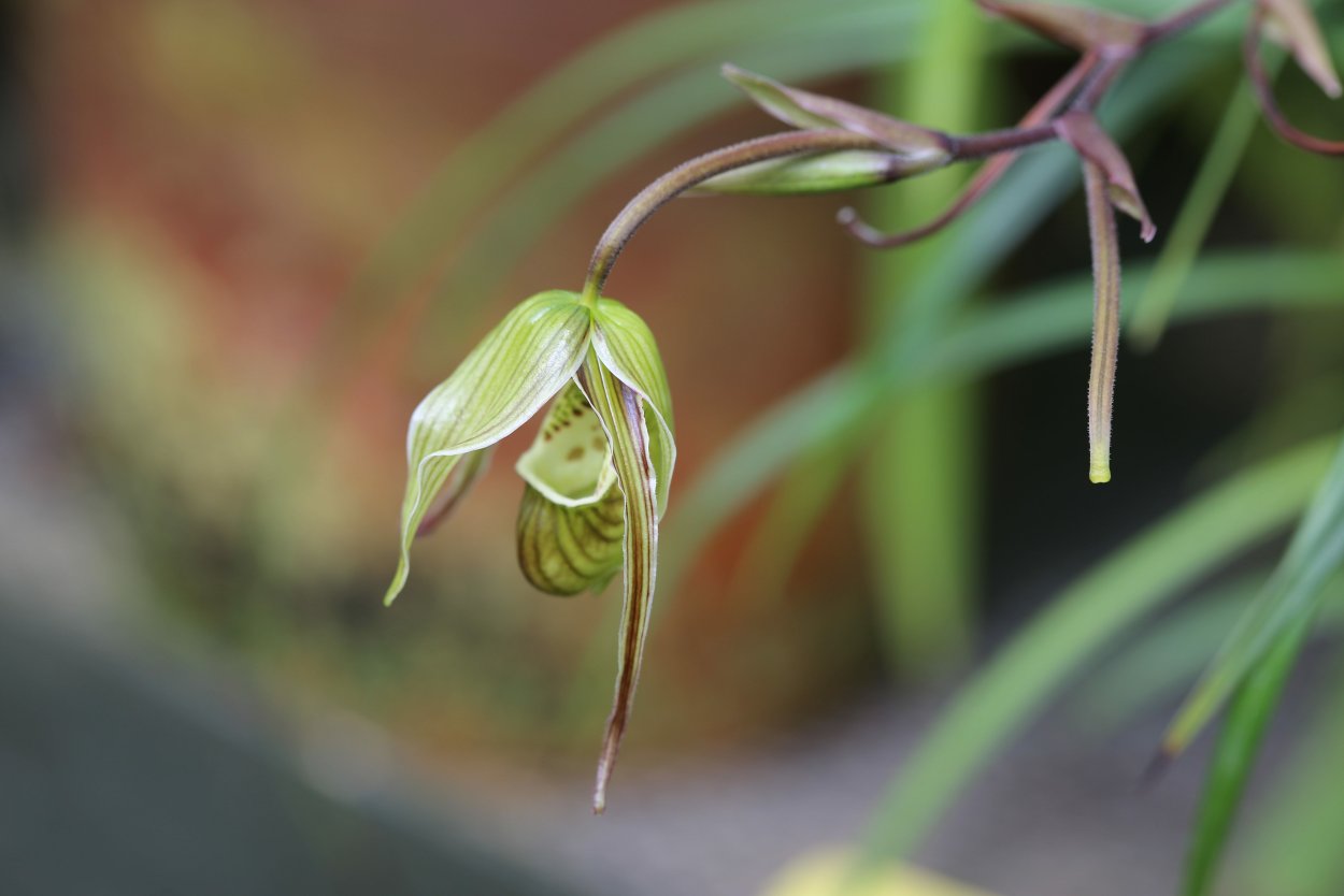 Орхидея фаленопсис euphorion