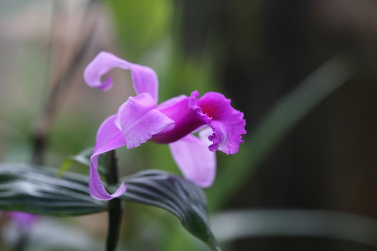 Орхидея Эвелина