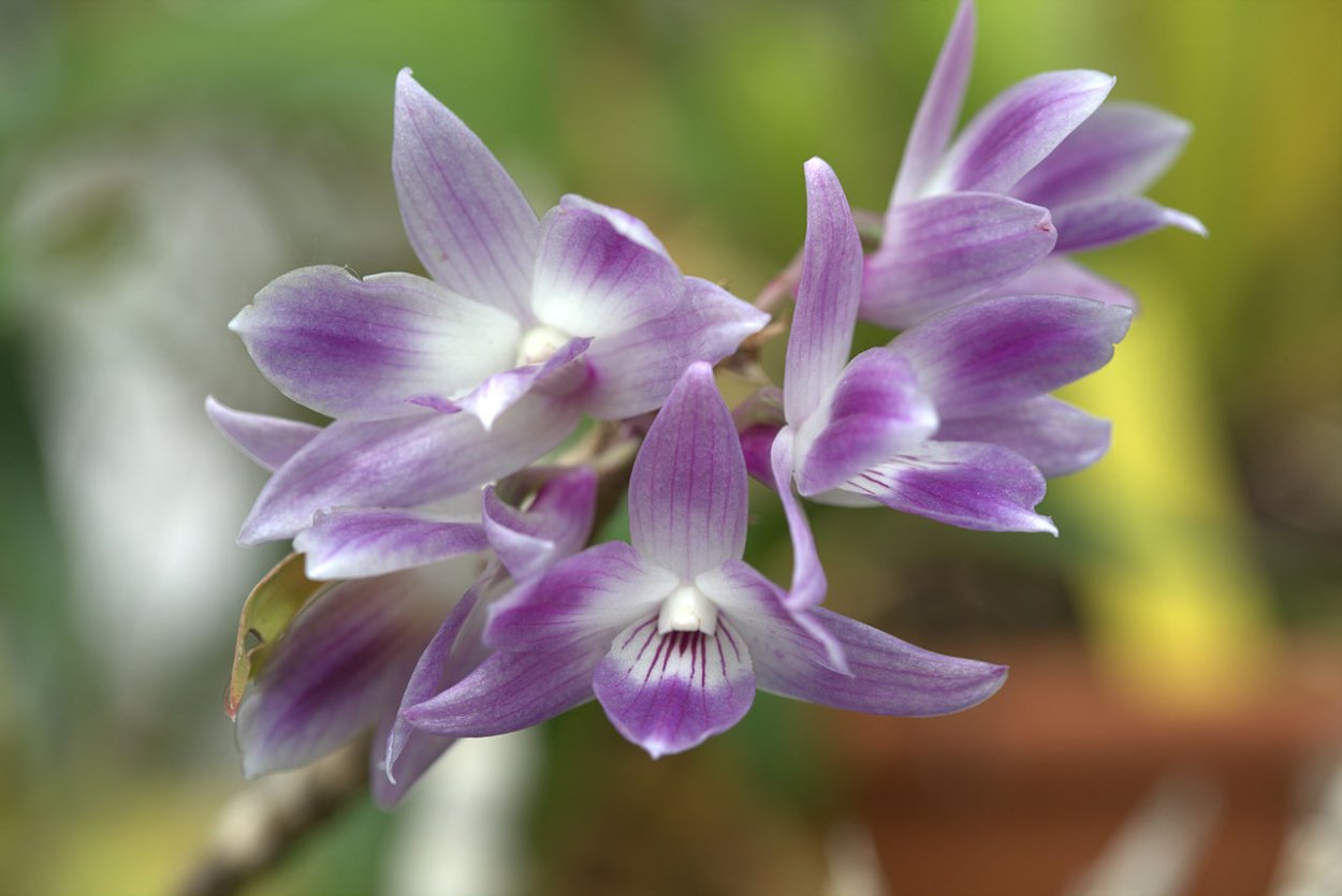 Орхидея Изабель фаленопсис