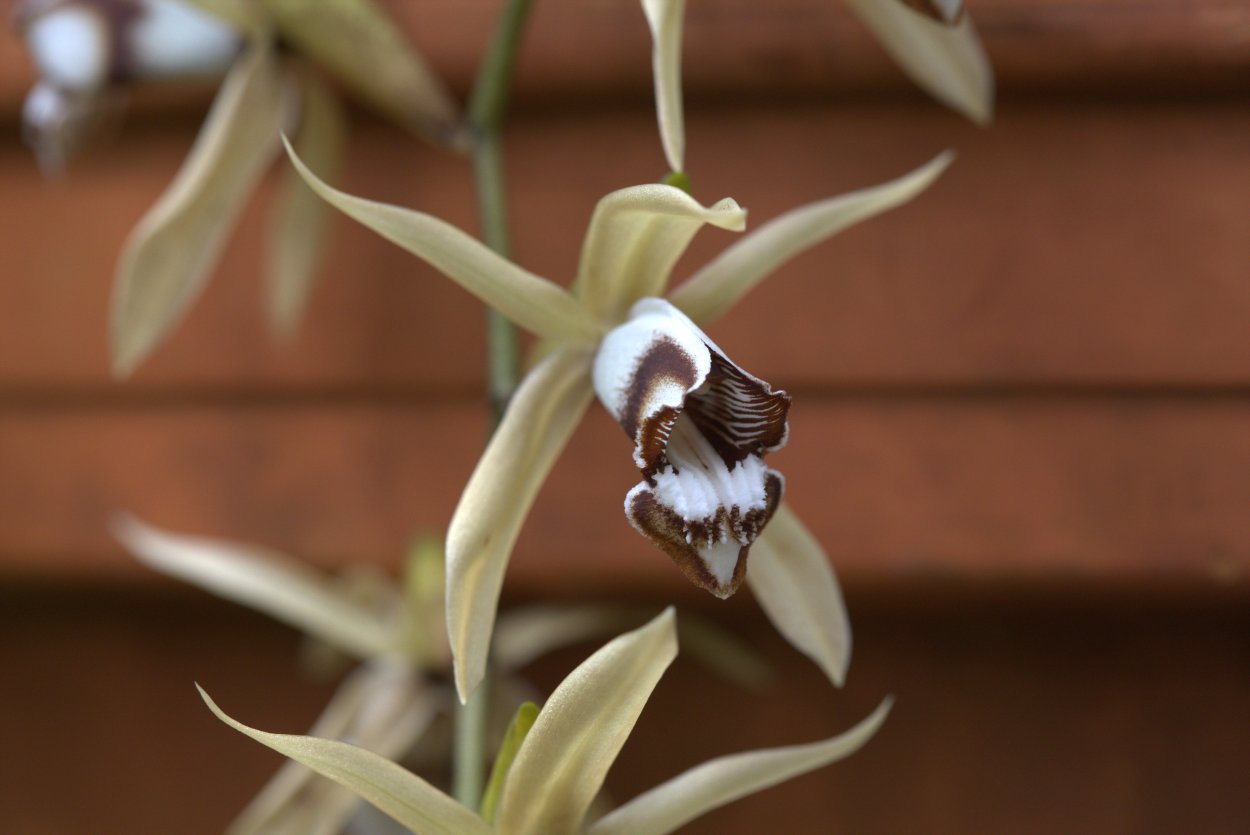 Фаленопсис Лос Анджелес