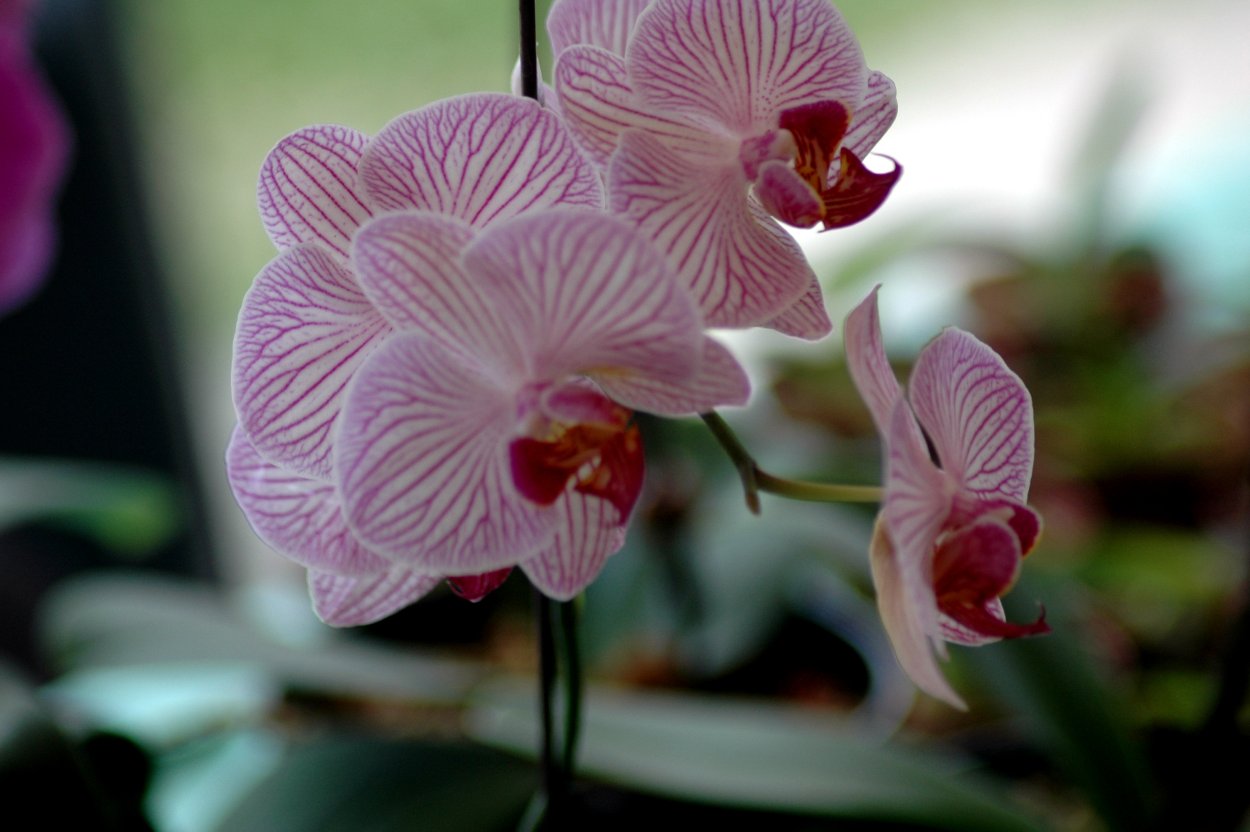 Королевская Орхидея фаленопсис