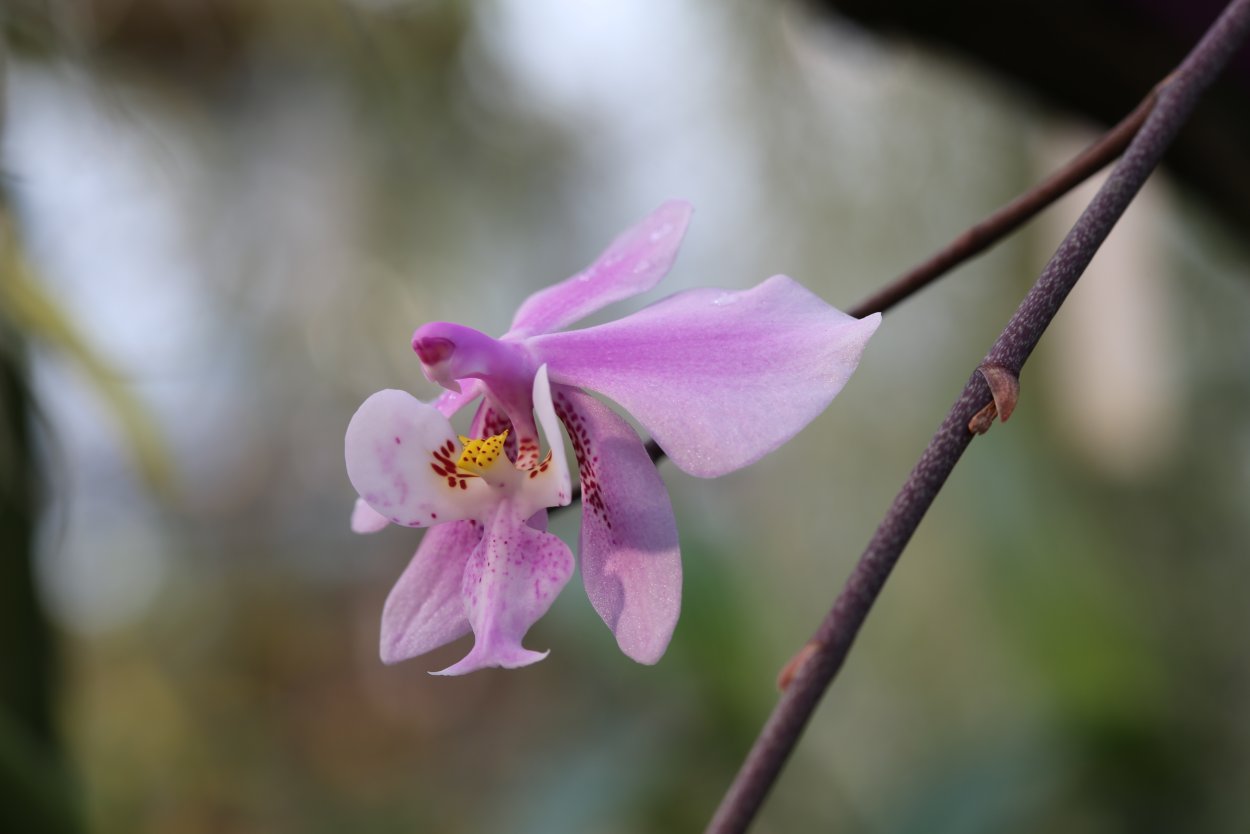 Орхидея Hsin Sesame