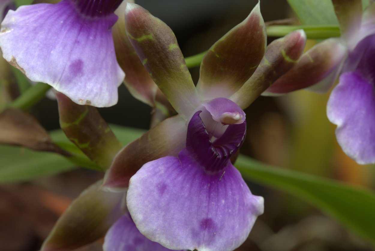 Фаленопсис Miki Tipsy