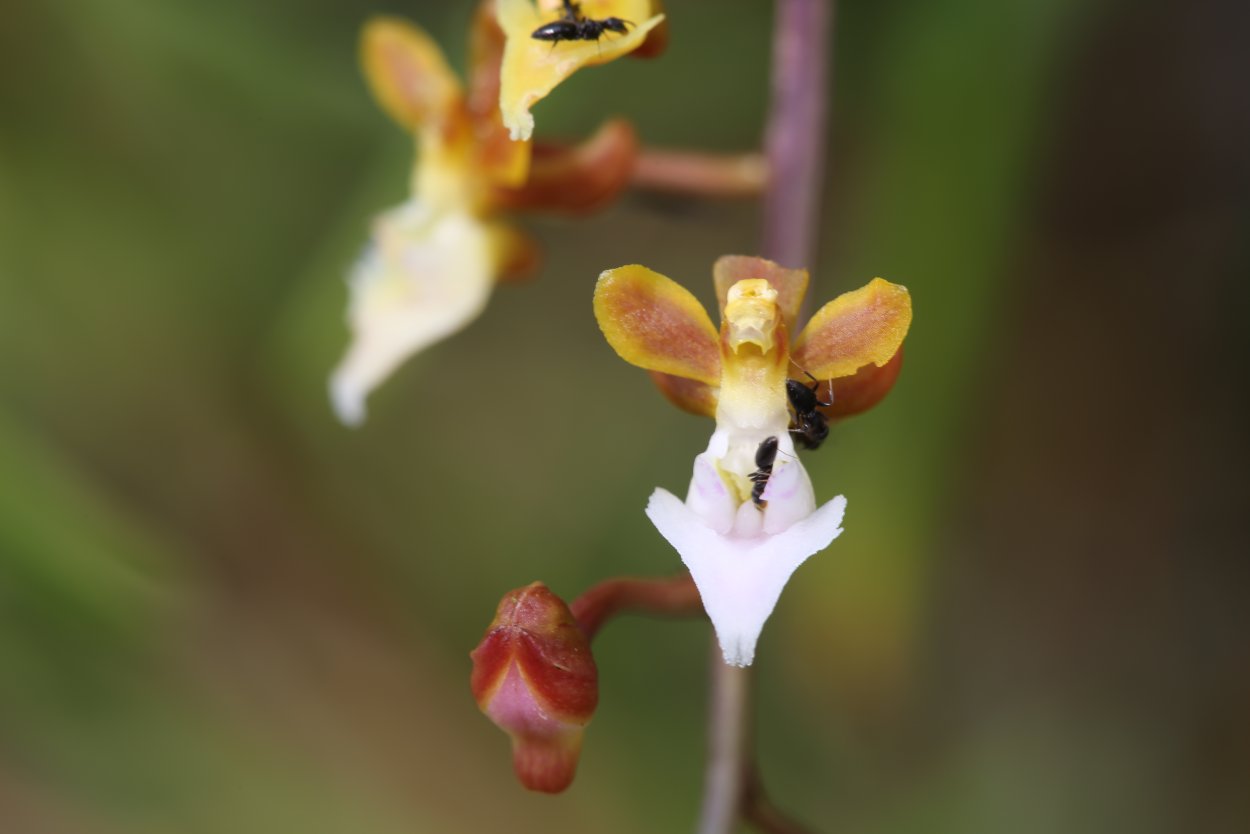 Дендробиум victoriae Reginae