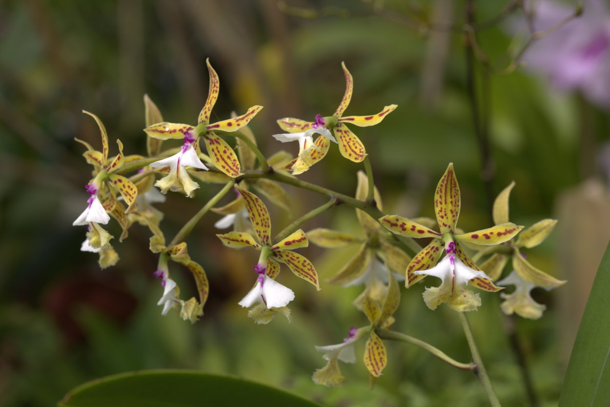 Орхидея фаленопсис синяя