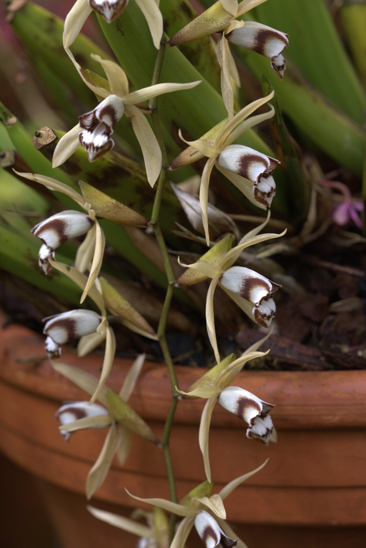 Орхидея Liparis grossa