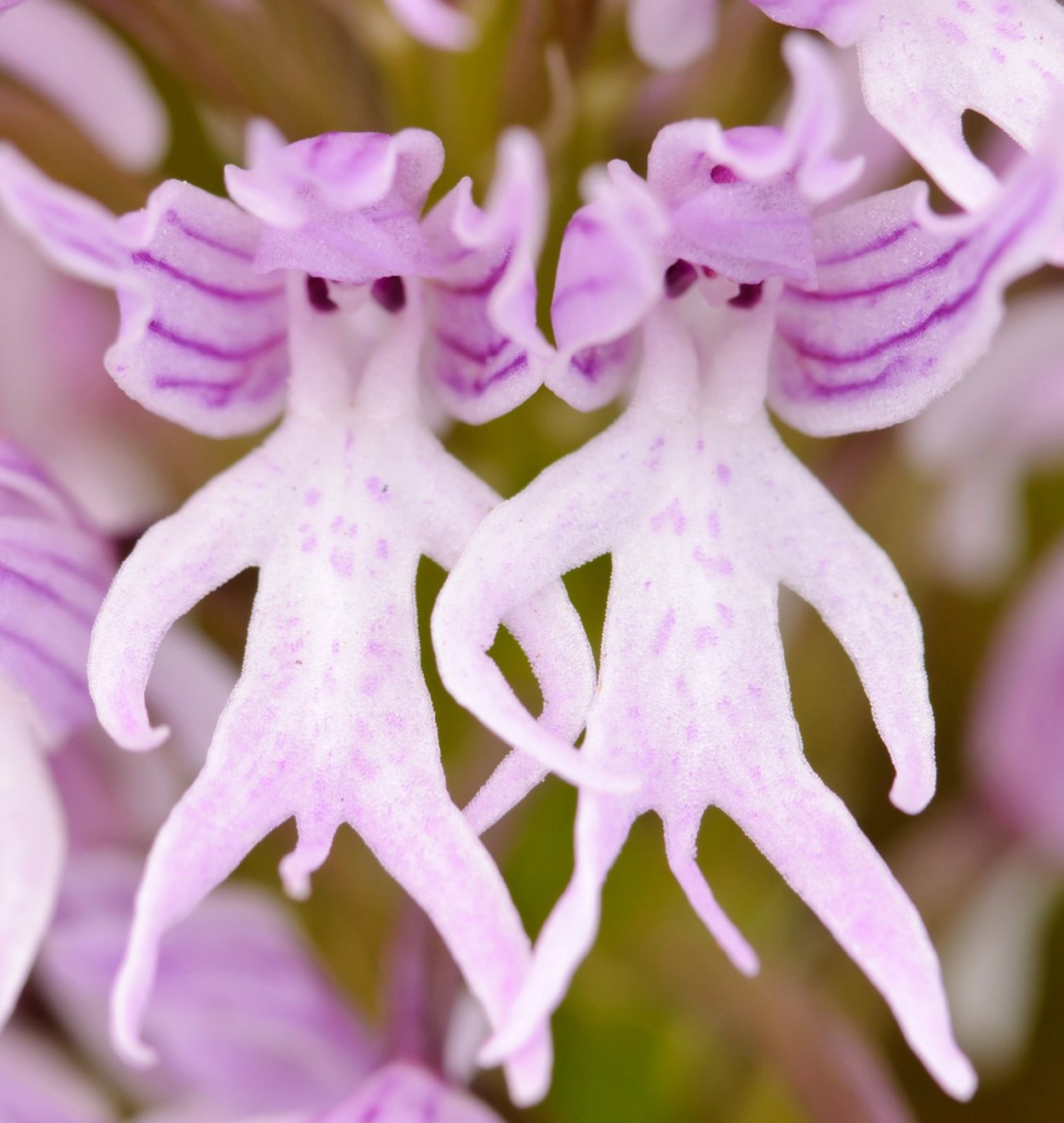 Фаленопсис Doritaenopsis