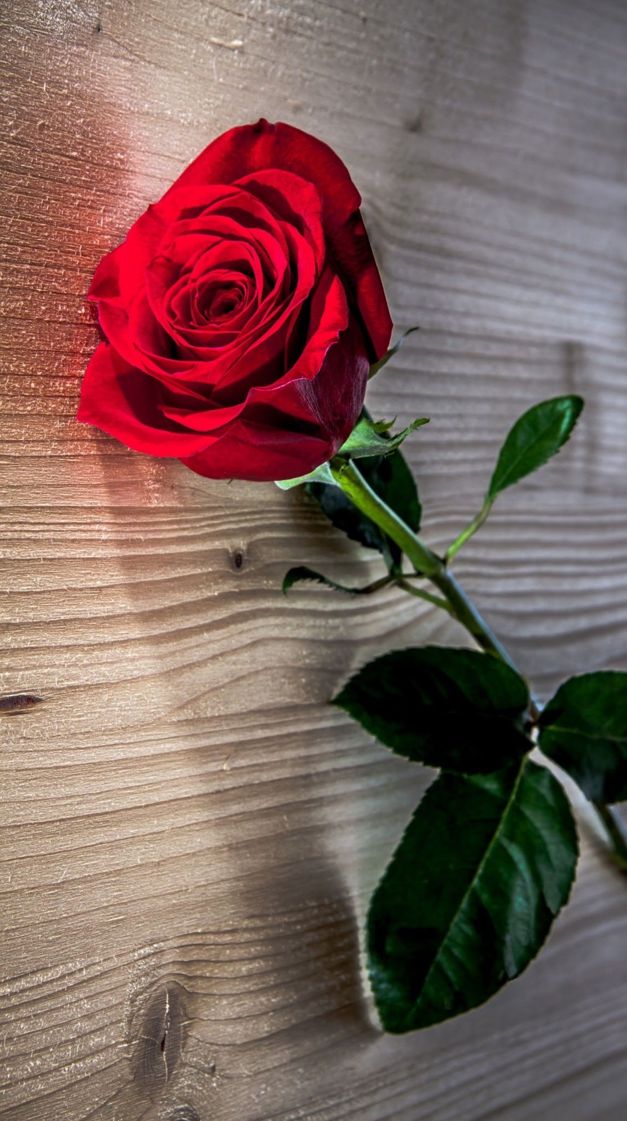 Одна красная роза