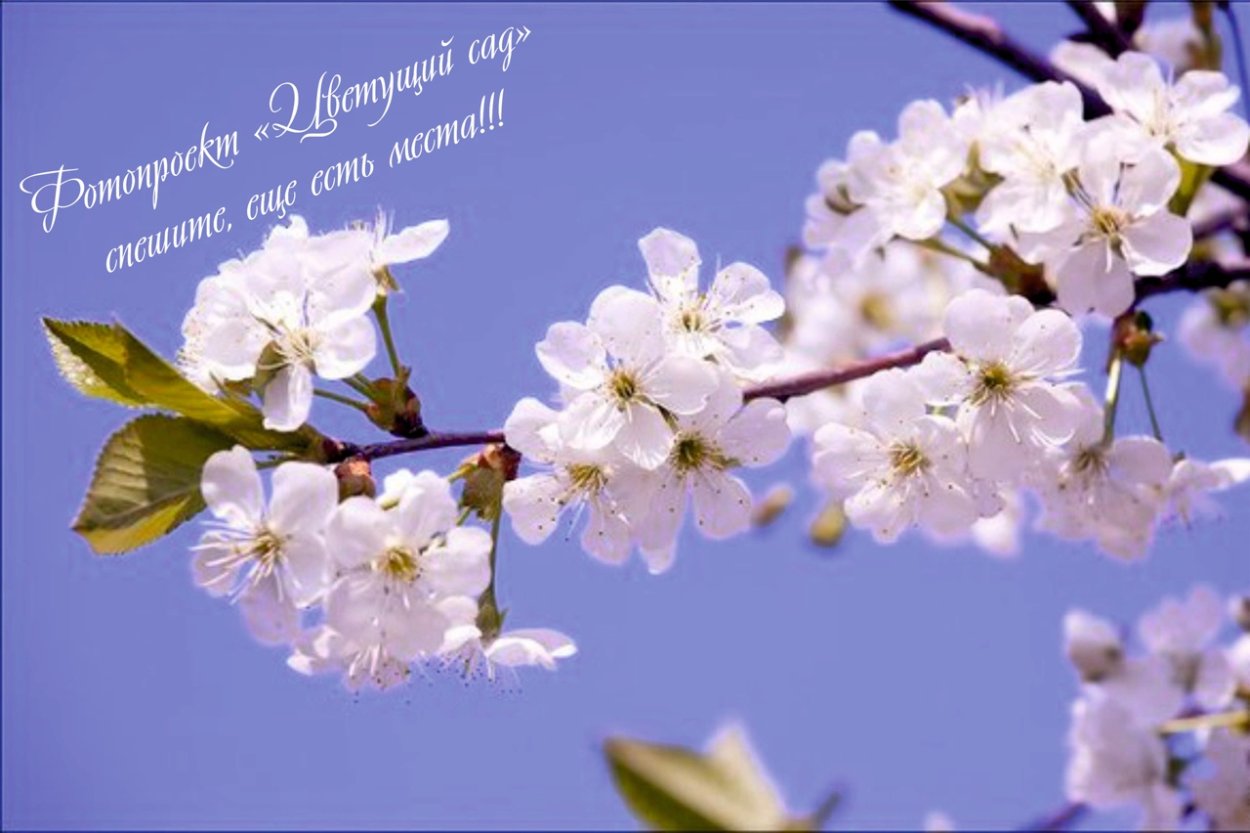 Цветущие ветки вишни