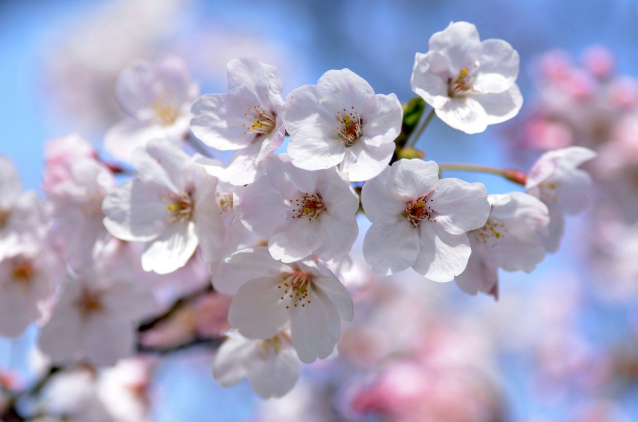 Ветка цветущей вишни