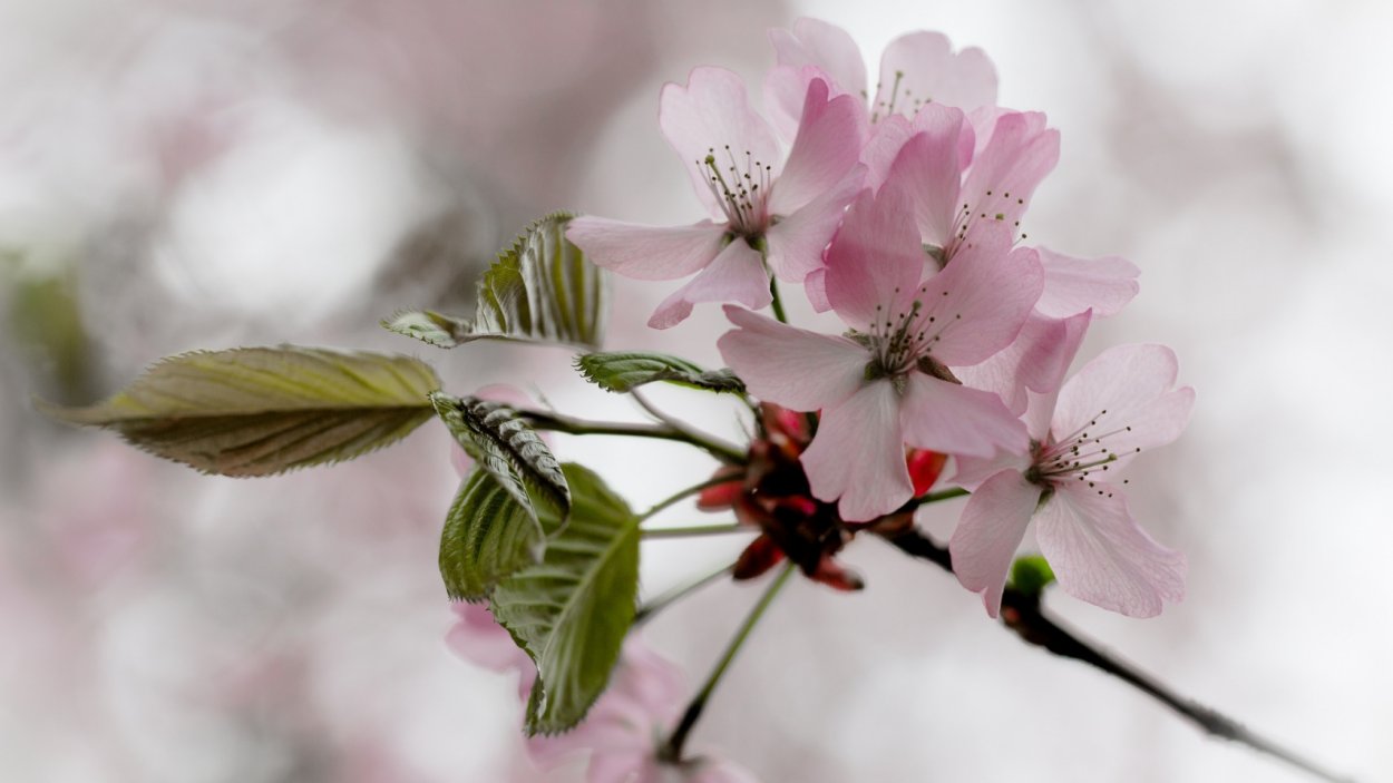 Веточка цветущей вишни