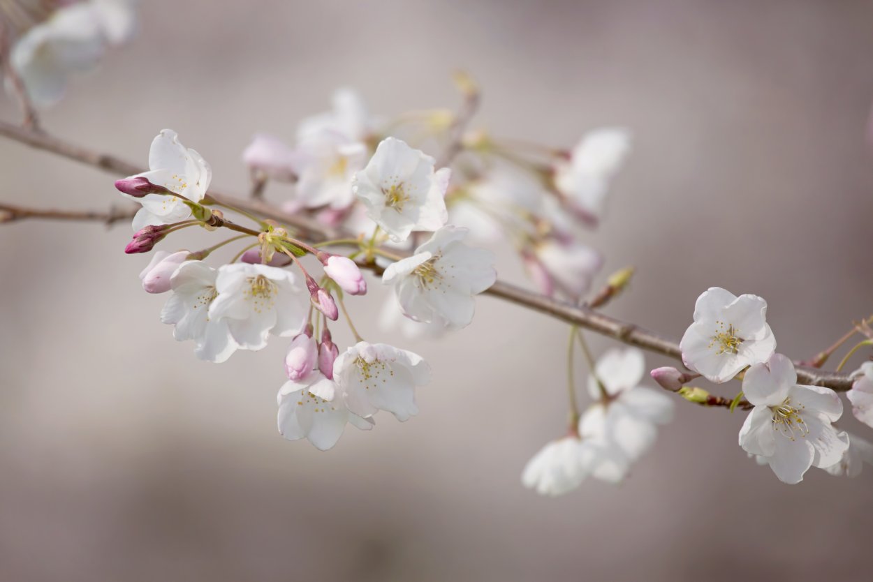 Нежные весенние веточки