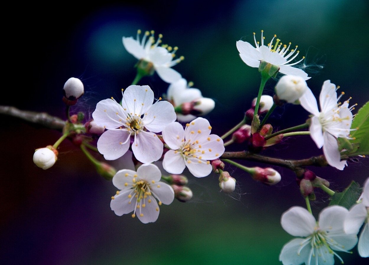 Цветы вишни