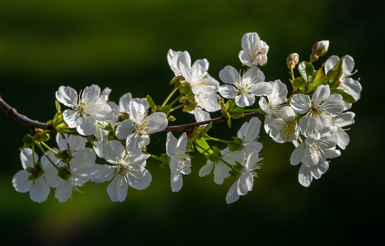 Вишня Ласуха цветение