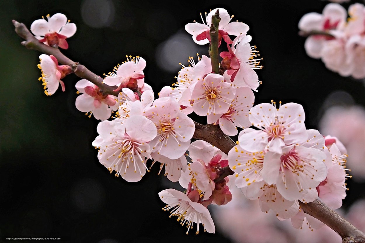 Цветы вишня Сакура