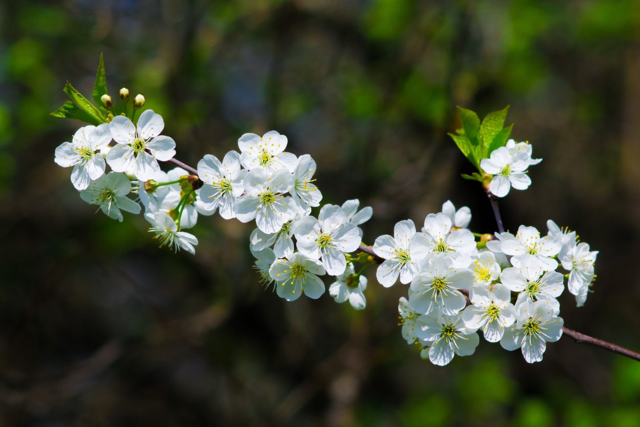 Цветущая ветка вишни