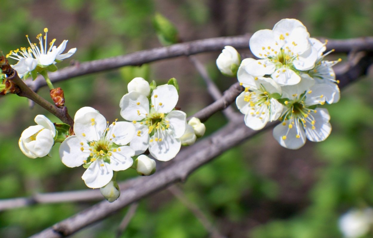 Ветка вишни