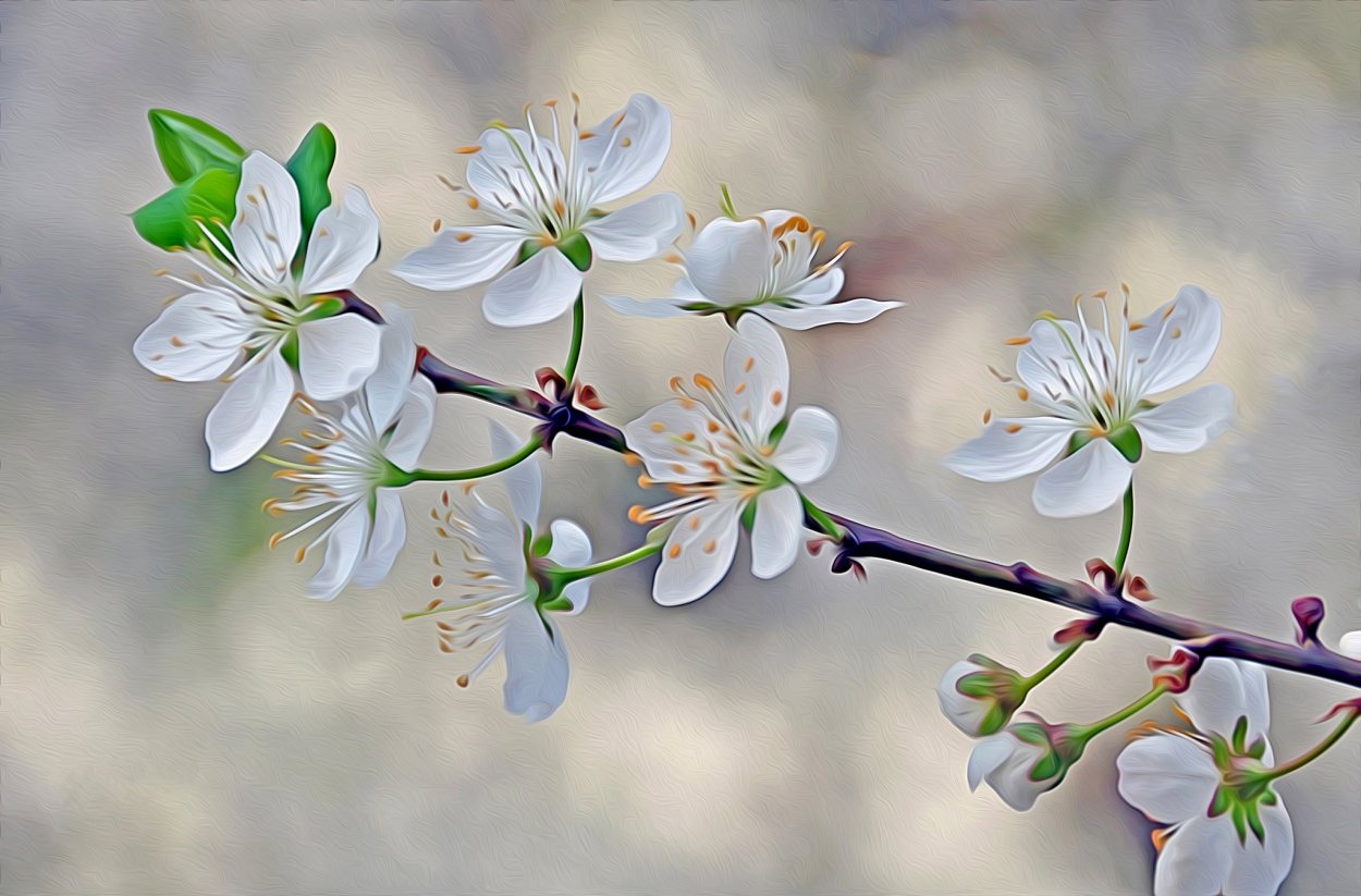 Открытка цветущую ветку вишни