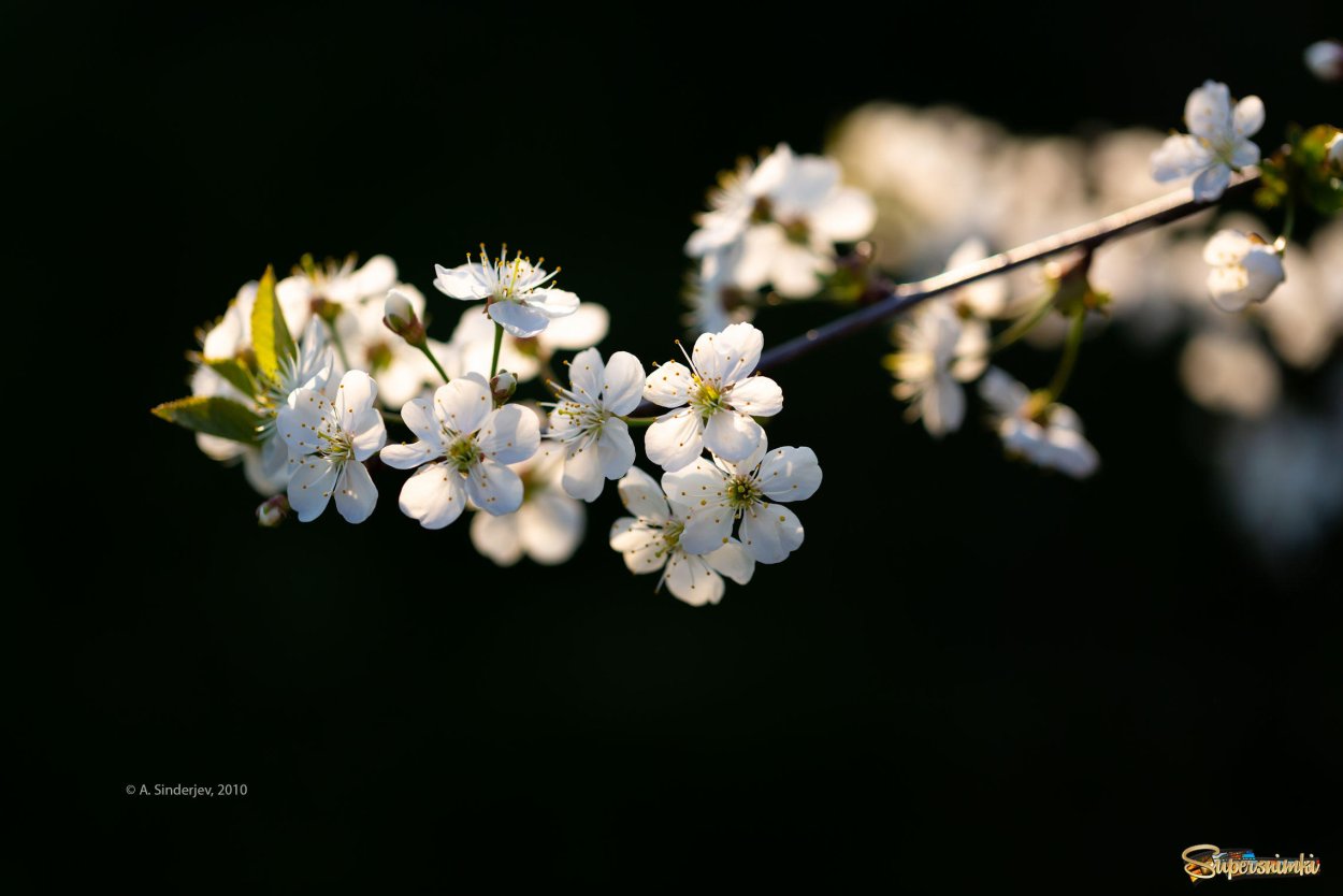 Цветущая веточка вишни