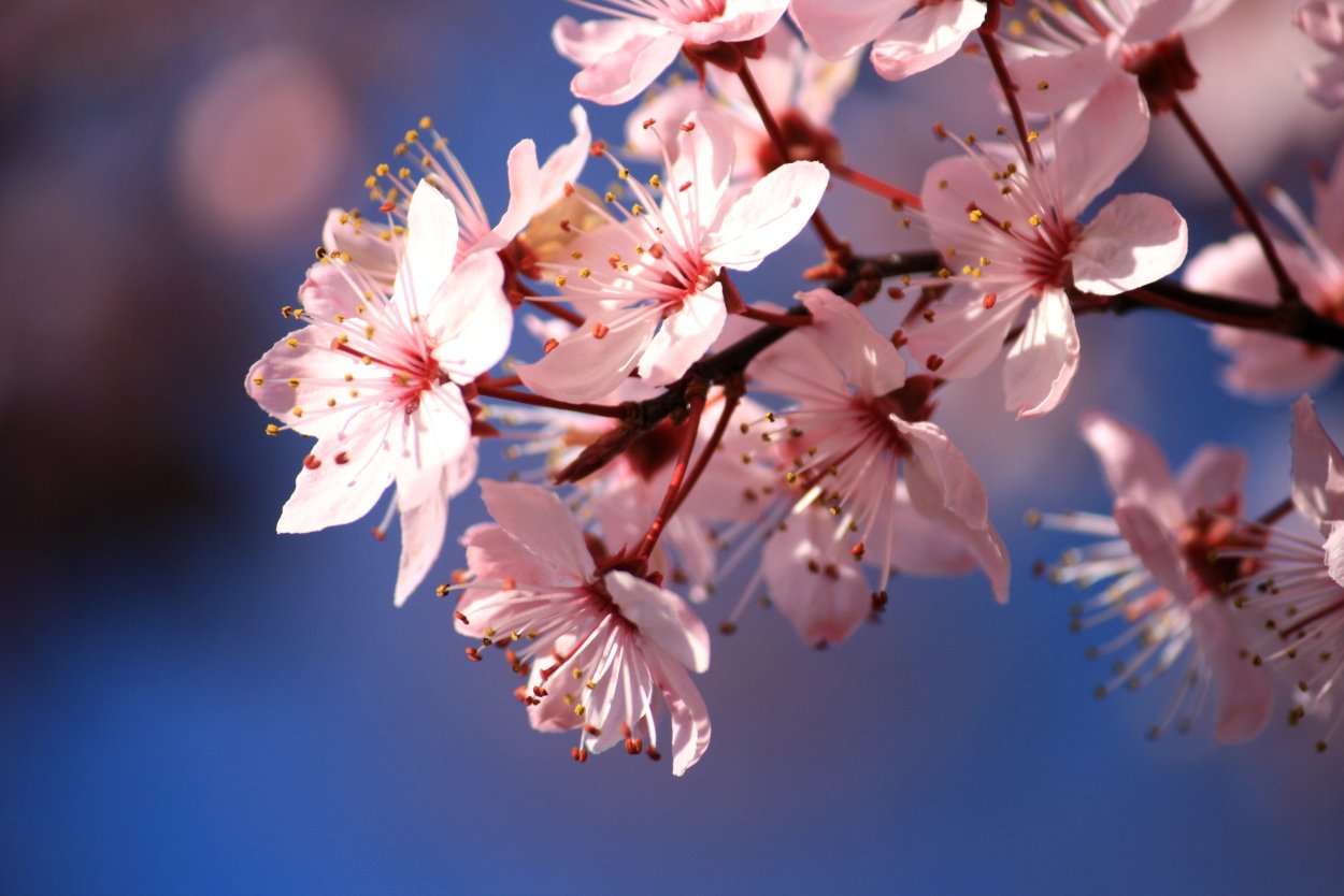 Сакура Койо-но-май